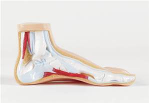 Modèles anatomiques du pied humain