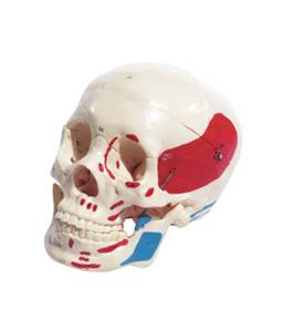 Crâne humain classique peint 3 parties