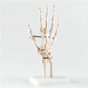 Articulation de la main humaine taille réelle