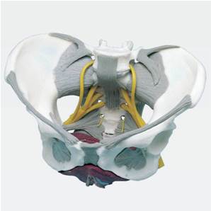 Bassin avec ligaments, nerfs et muscles du plancher pelvien
