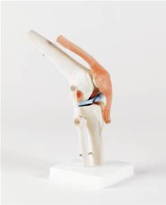 Articulation du genou humain taille réelle