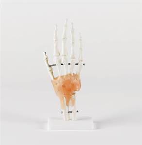 Articulation de la main humaine avec ligaments taille réelle