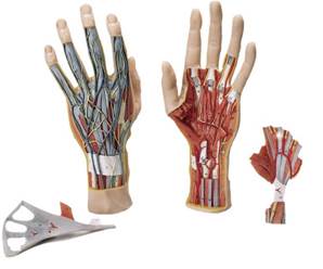 Structure interne de la main humaine en 3 parties